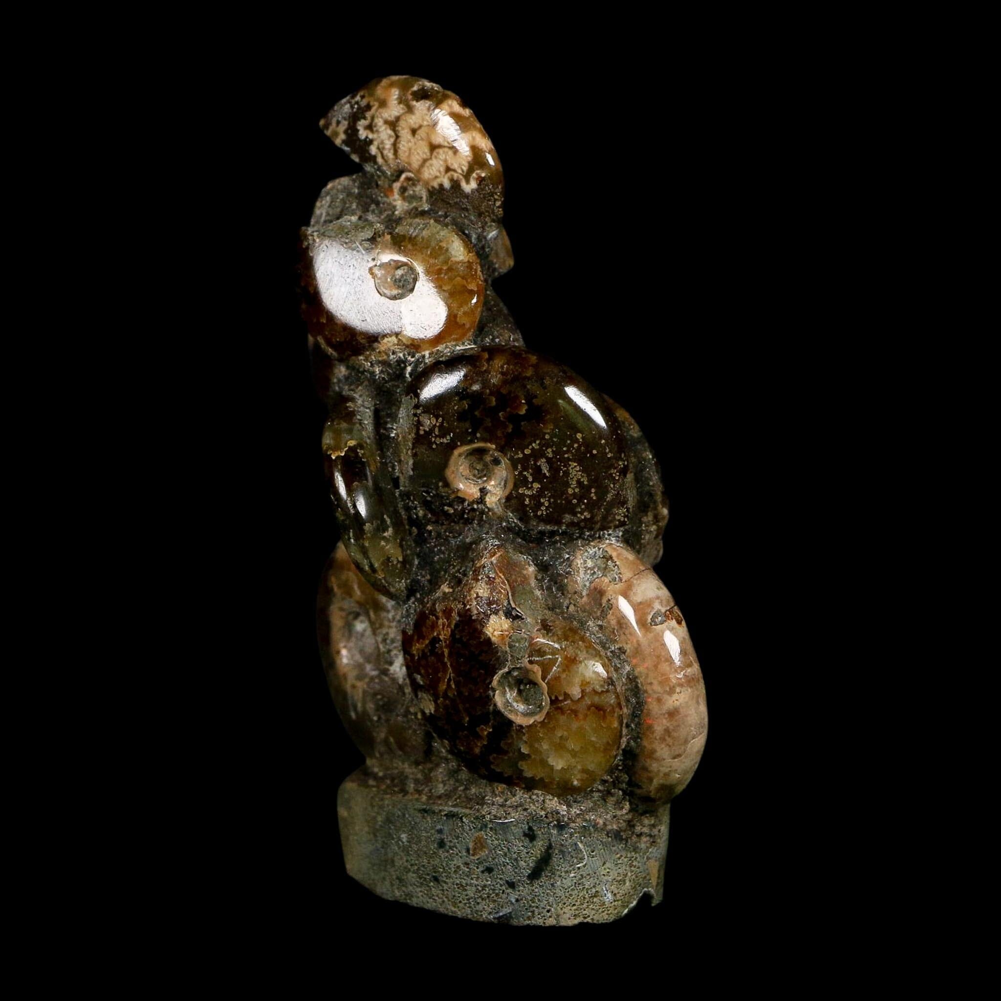 3" Cleoniceras Ammonites Fossil Cluster on Stand Madagascar Jurassic Age