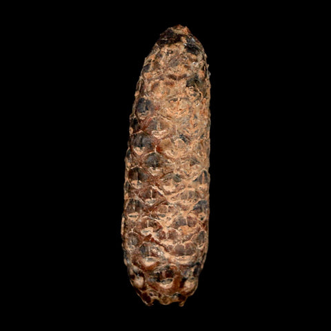 XL 2.3" Fossil Pine Cone Equicalastrobus Replaced By Agate Eocene Age Seeds Fruit - Fossil Age Minerals