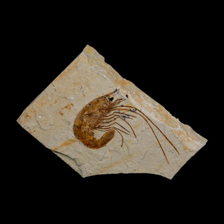 1.9" Fossil Shrimp Carpopenaeus Cretaceous Age 100 Mil Yrs Old Lebanon COA