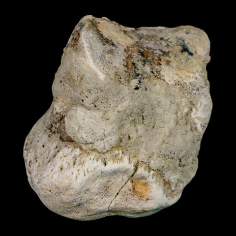 1.9" Brontothere Fossil Toe Bone Eocene Age Badlands S Dakota Titanothere COA - Fossil Age Minerals