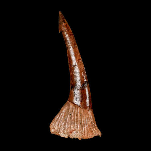 XL 2.9" Sawfish Fossil Tooth Barb Onchopristis Numidus Cretaceous Dinosaur Era COA