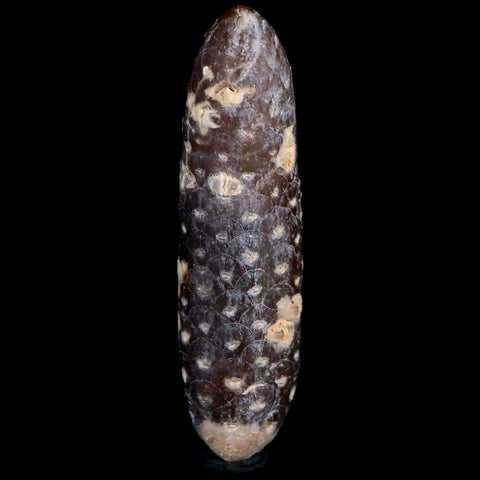 XXL 2.6" Fossil Pine Cone Equicalastrobus Replaced By Agate Eocene Age Seeds Fruit - Fossil Age Minerals