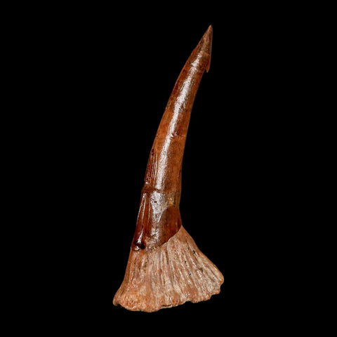 XL 2.9" Sawfish Fossil Tooth Barb Onchopristis Numidus Cretaceous Dinosaur Era COA