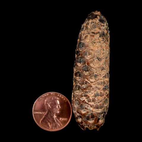 XL 2.3" Fossil Pine Cone Equicalastrobus Replaced By Agate Eocene Age Seeds Fruit - Fossil Age Minerals
