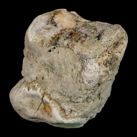 1.9" Brontothere Fossil Toe Bone Eocene Age Badlands S Dakota Titanothere COA - Fossil Age Minerals
