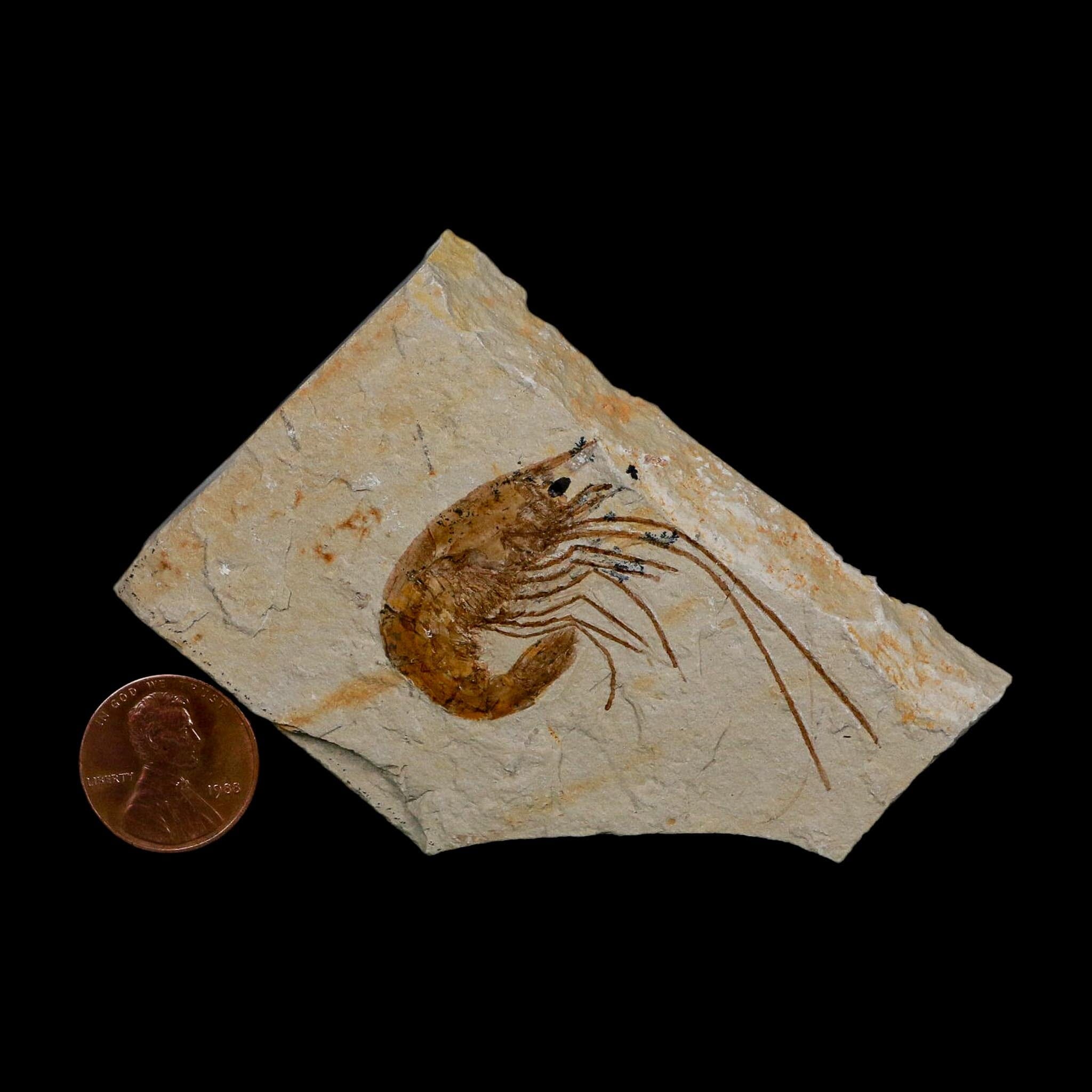 1.9" Fossil Shrimp Carpopenaeus Cretaceous Age 100 Mil Yrs Old Lebanon COA - Fossil Age Minerals
