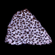 0.4" Megaloolithus Titanosaur Dinosaur Fossil Egg Shell Aix Basin France Display