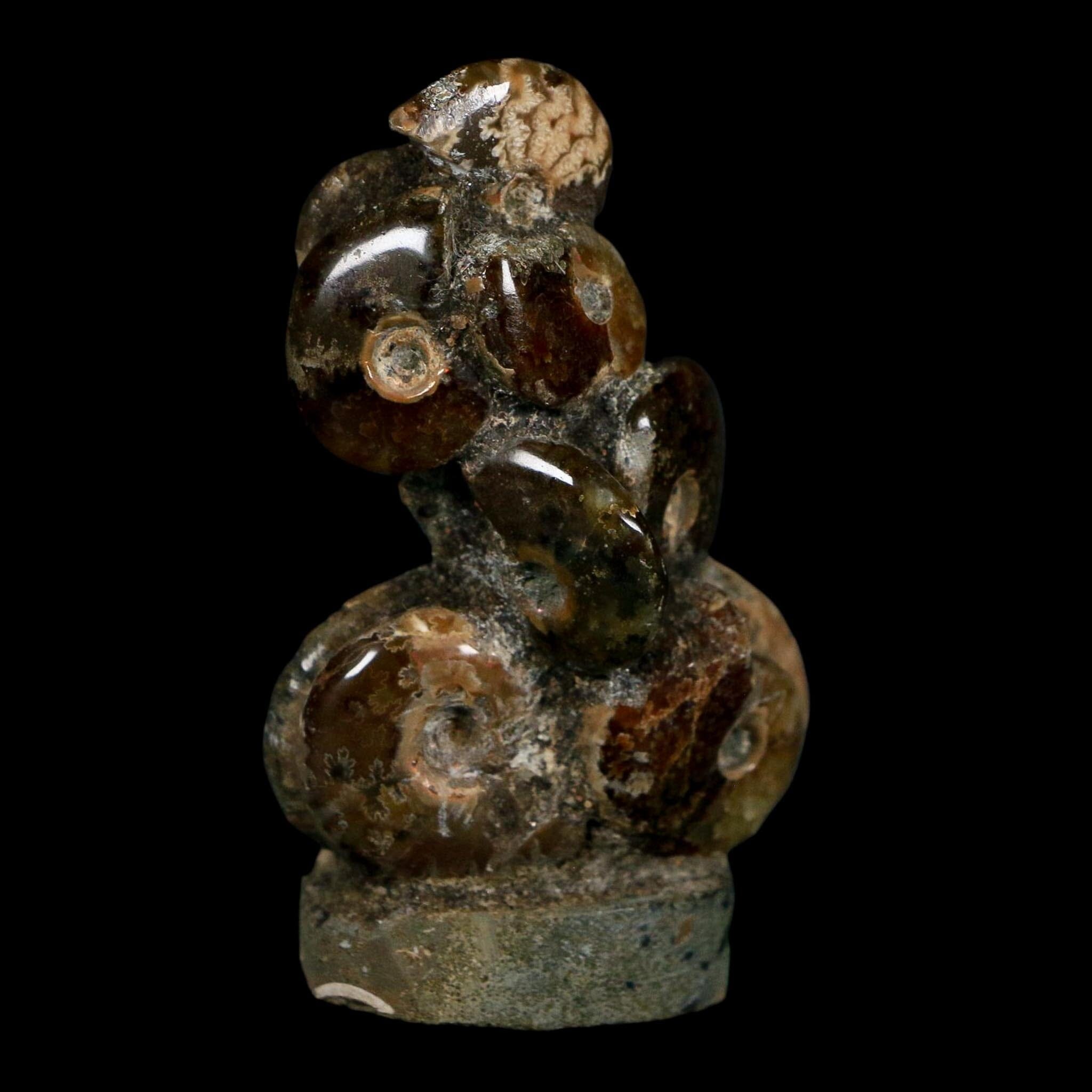 3" Cleoniceras Ammonites Fossil Cluster on Stand Madagascar Jurassic Age