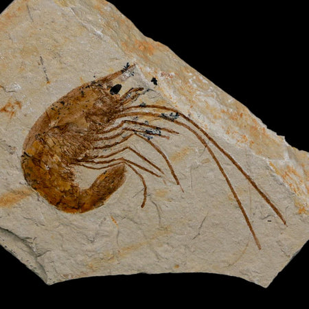 1.9" Fossil Shrimp Carpopenaeus Cretaceous Age 100 Mil Yrs Old Lebanon COA