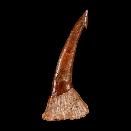 XL 2.9" Sawfish Fossil Tooth Barb Onchopristis Numidus Cretaceous Dinosaur Era COA