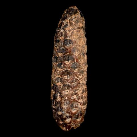 XL 2.3" Fossil Pine Cone Equicalastrobus Replaced By Agate Eocene Age Seeds Fruit - Fossil Age Minerals