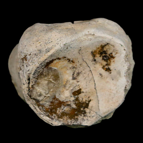 1.9" Brontothere Fossil Toe Bone Eocene Age Badlands S Dakota Titanothere COA - Fossil Age Minerals