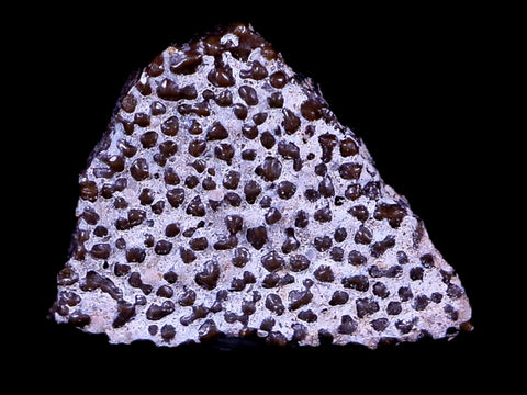 0.4" Megaloolithus Titanosaur Dinosaur Fossil Egg Shell Aix Basin France Display - Fossil Age Minerals