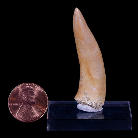 1.9" Saber Toothed Herring Fossil Fang Enchodus Libycus Cretaceous COA Stand - Fossil Age Minerals