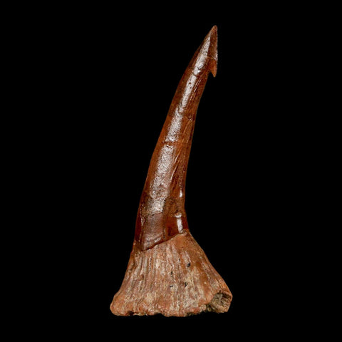 XL 2.9" Sawfish Fossil Tooth Barb Onchopristis Numidus Cretaceous Dinosaur Era COA
