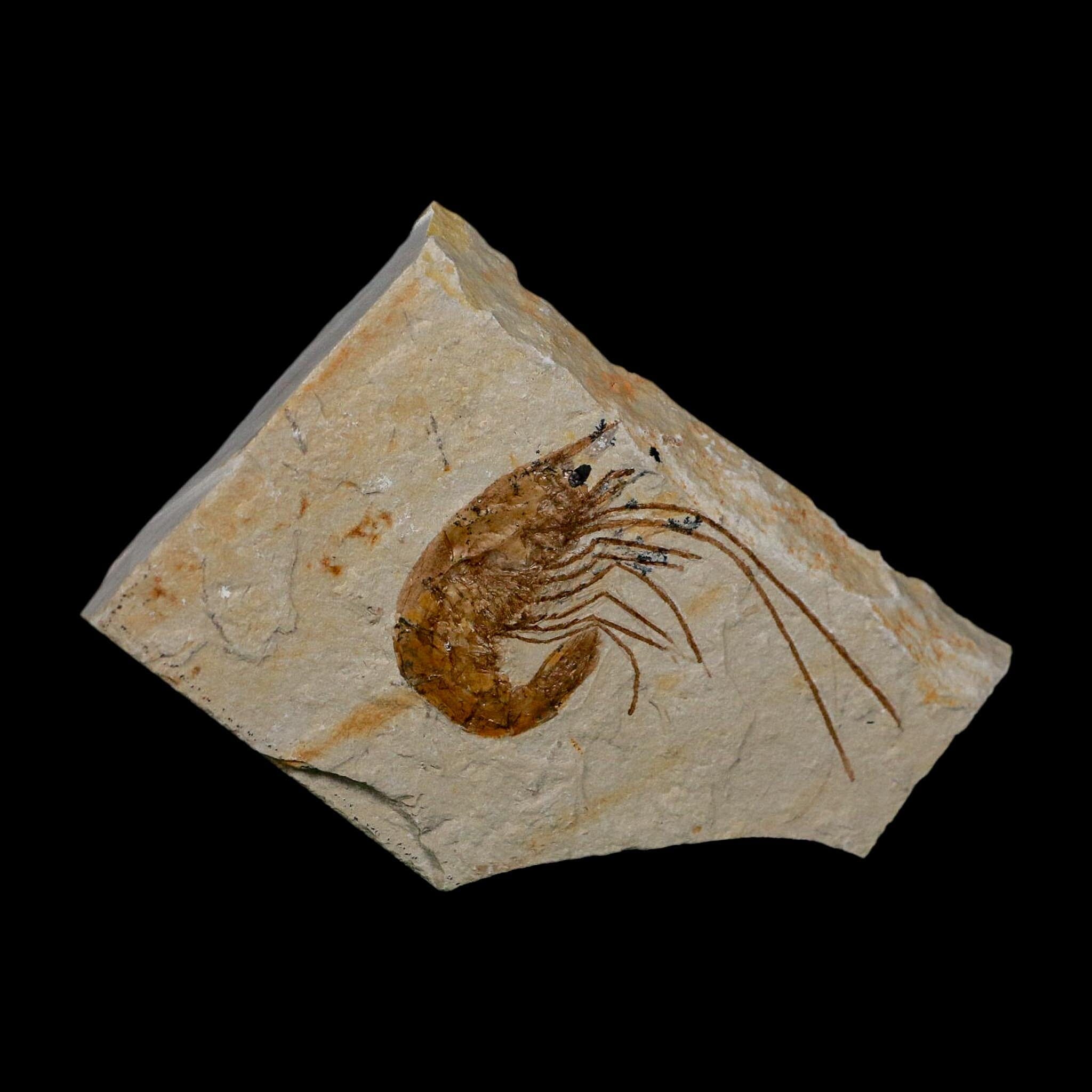 1.9" Fossil Shrimp Carpopenaeus Cretaceous Age 100 Mil Yrs Old Lebanon COA - Fossil Age Minerals