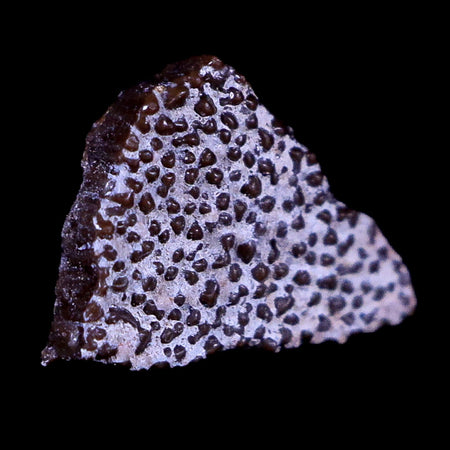 0.4" Megaloolithus Titanosaur Dinosaur Fossil Egg Shell Aix Basin France Display