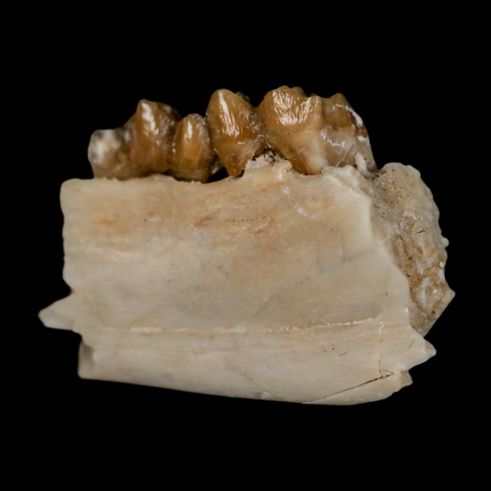 0.8" Leptomeryx Evansi Oligocene Age Fossil Deer Jaw Teeth Wyoming Display COA - Fossil Age Minerals