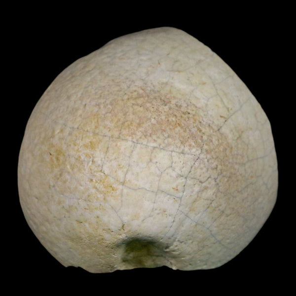 2.4