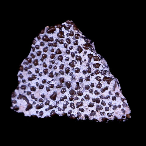 0.4" Megaloolithus Titanosaur Dinosaur Fossil Egg Shell Aix Basin France Display - Fossil Age Minerals