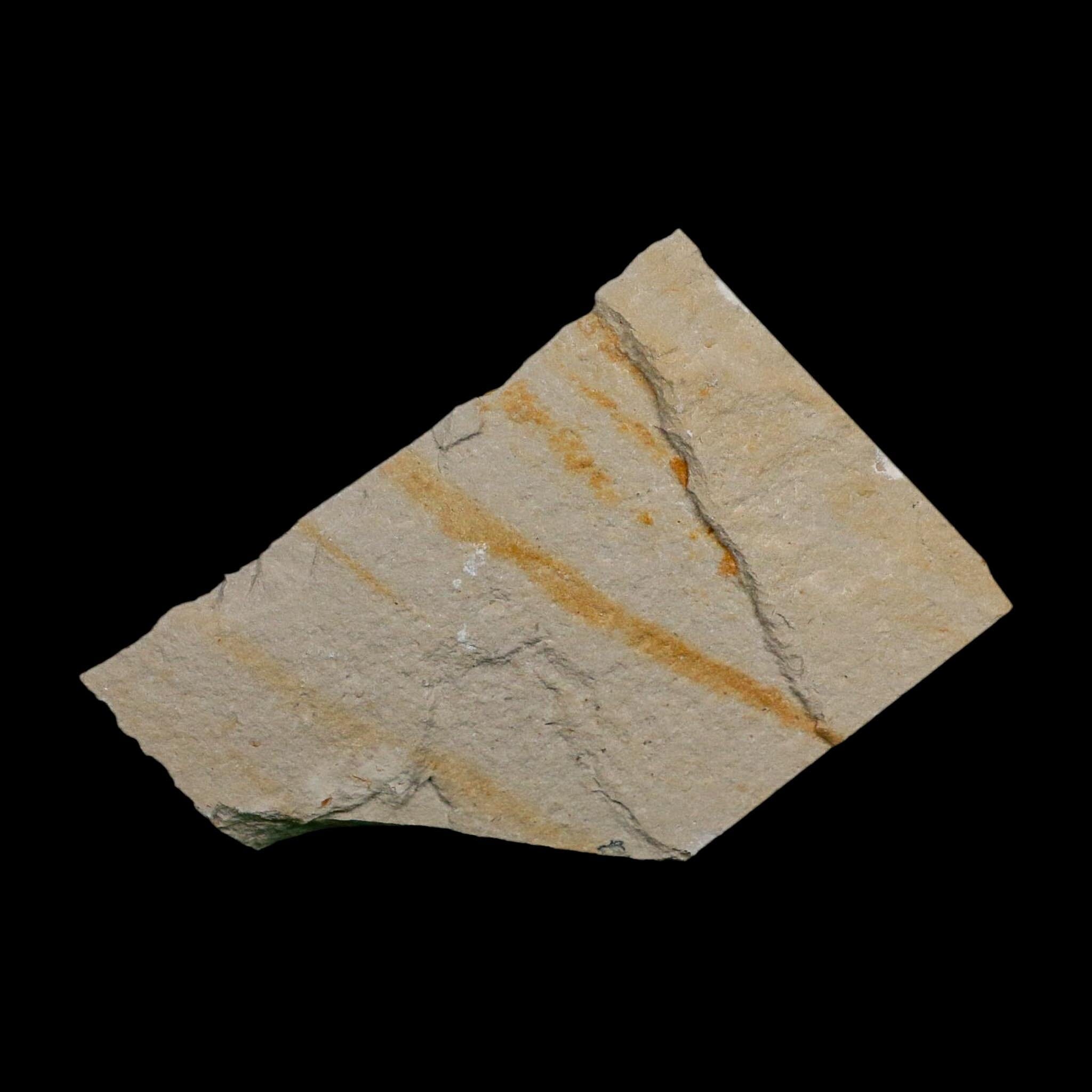 1.9" Fossil Shrimp Carpopenaeus Cretaceous Age 100 Mil Yrs Old Lebanon COA - Fossil Age Minerals