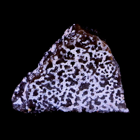0.4" Megaloolithus Titanosaur Dinosaur Fossil Egg Shell Aix Basin France Display - Fossil Age Minerals