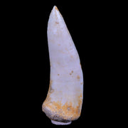 XL 2.2" Saber Toothed Herring Fossil Fang Enchodus Libycus Cretaceous COA Stand