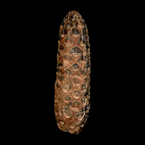 XL 2.3" Fossil Pine Cone Equicalastrobus Replaced By Agate Eocene Age Seeds Fruit - Fossil Age Minerals