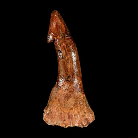 XL 2.9" Sawfish Fossil Tooth Barb Onchopristis Numidus Cretaceous Dinosaur Era COA