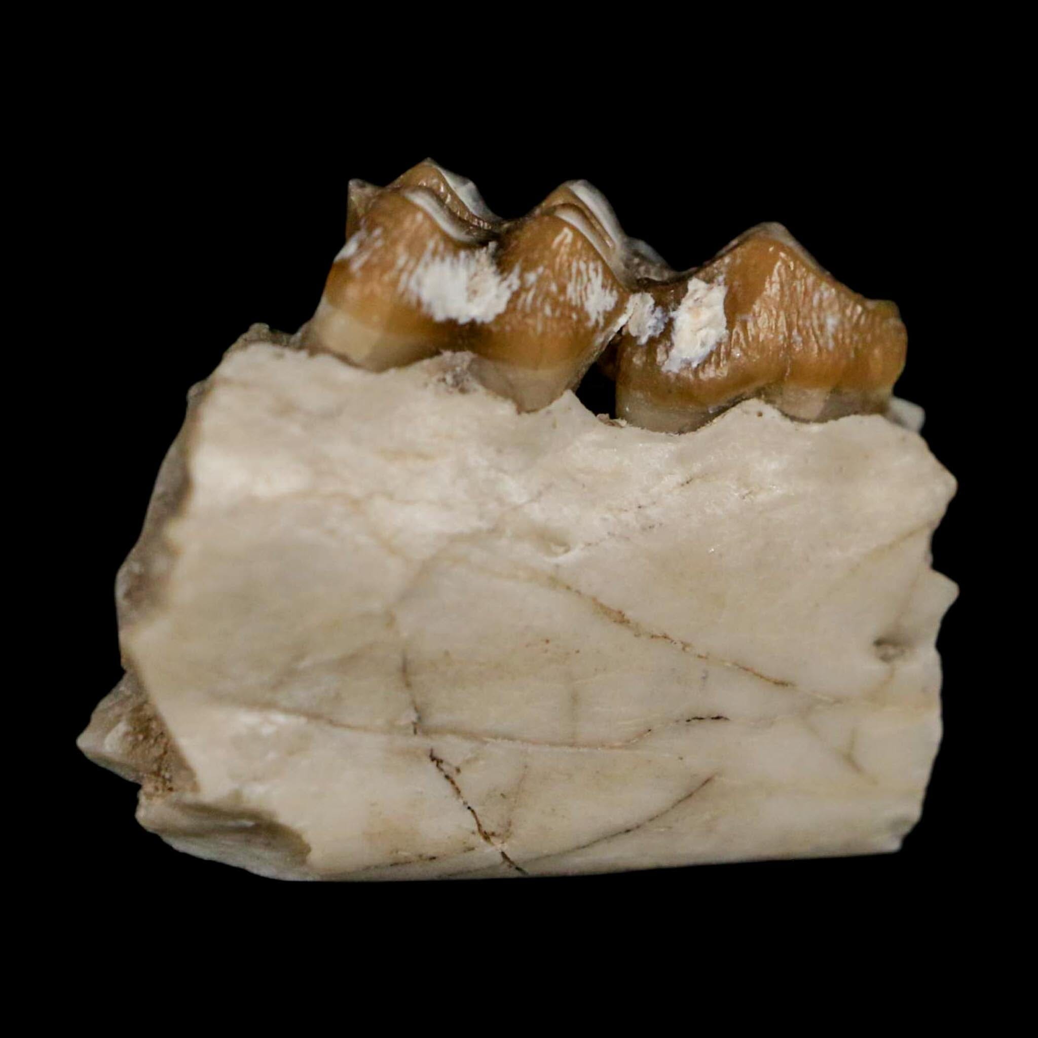 0.8" Leptomeryx Evansi Oligocene Age Fossil Deer Jaw Teeth Wyoming Display COA - Fossil Age Minerals