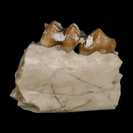 0.8" Leptomeryx Evansi Oligocene Age Fossil Deer Jaw Teeth Wyoming Display COA