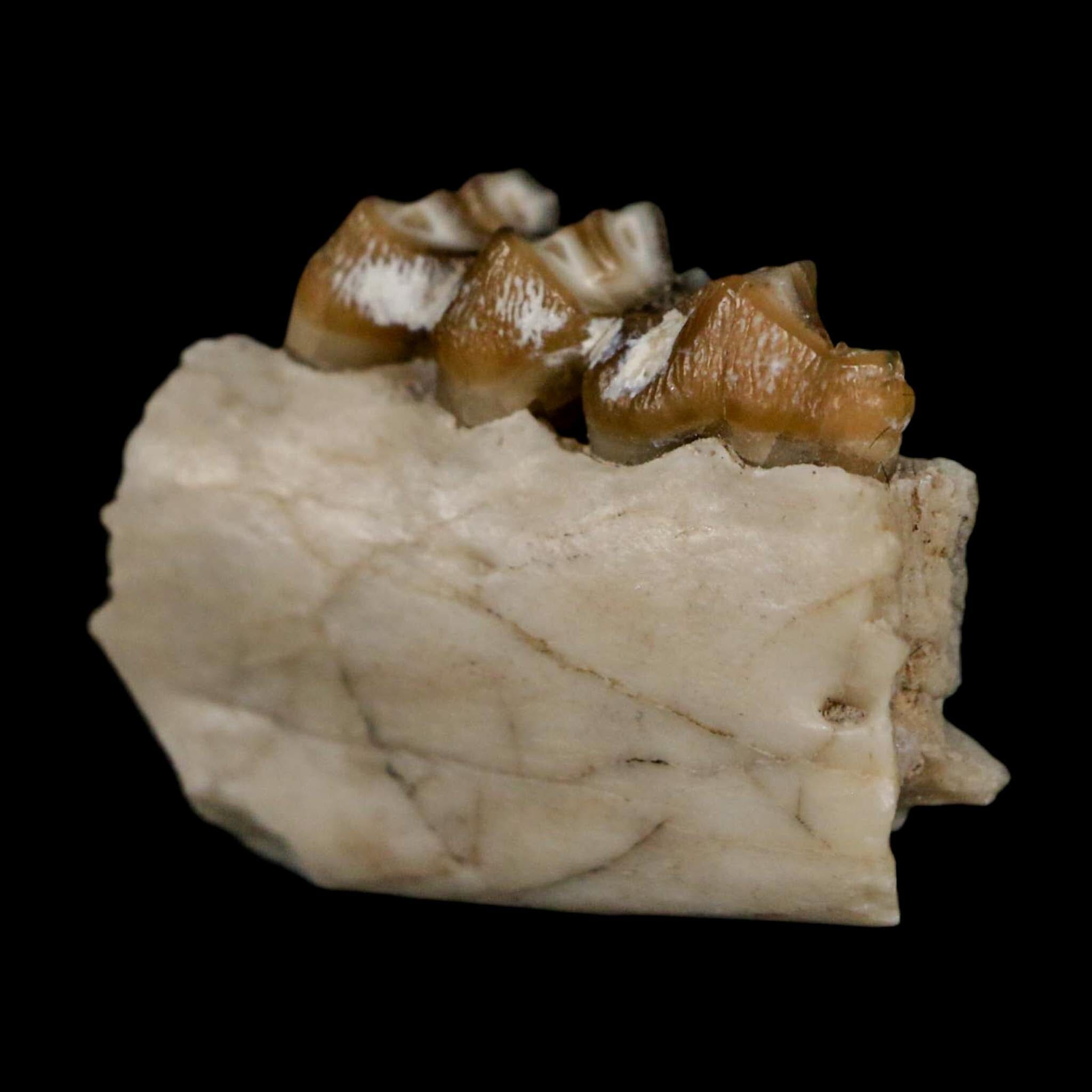 0.8" Leptomeryx Evansi Oligocene Age Fossil Deer Jaw Teeth Wyoming Display COA - Fossil Age Minerals