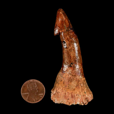 XL 2.9" Sawfish Fossil Tooth Barb Onchopristis Numidus Cretaceous Dinosaur Era COA