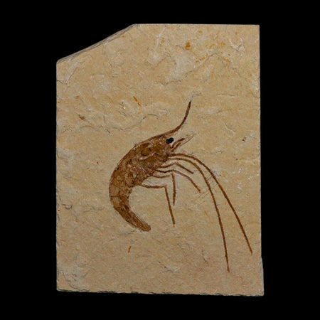 1.9" Fossil Shrimp Carpopenaeus Cretaceous Age 100 Mil Yrs Old Lebanon COA
