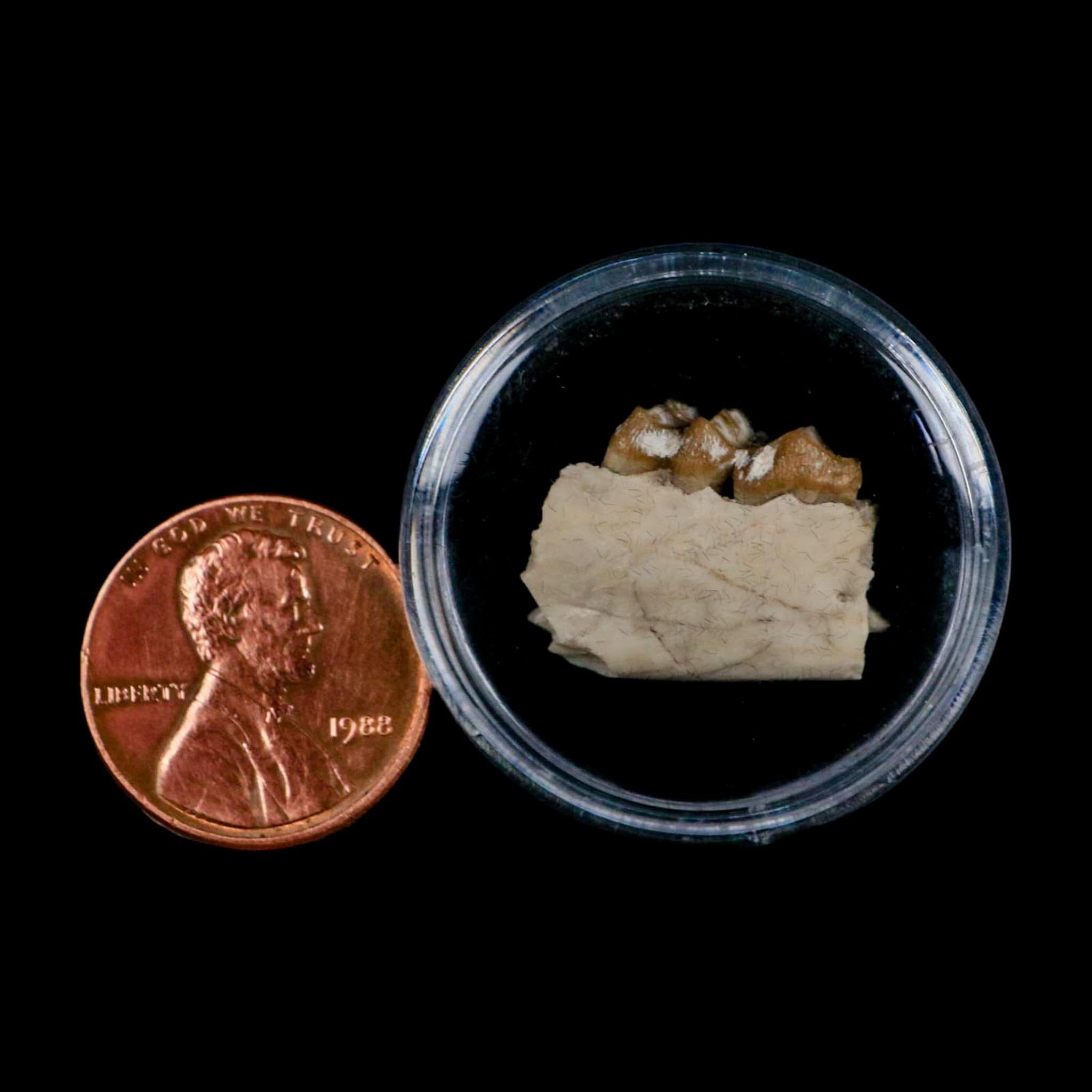 0.8" Leptomeryx Evansi Oligocene Age Fossil Deer Jaw Teeth Wyoming Display COA - Fossil Age Minerals