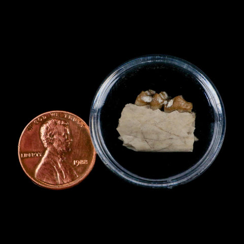 0.8" Leptomeryx Evansi Oligocene Age Fossil Deer Jaw Teeth Wyoming Display COA - Fossil Age Minerals