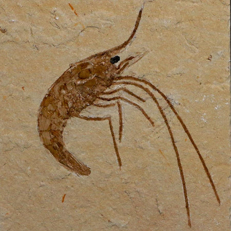1.9" Fossil Shrimp Carpopenaeus Cretaceous Age 100 Mil Yrs Old Lebanon COA