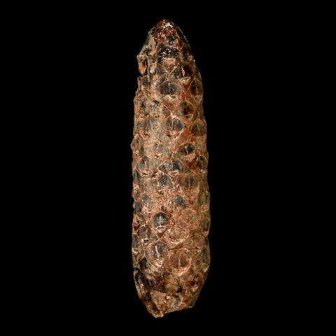 XL 2.3" Fossil Pine Cone Equicalastrobus Replaced By Agate Eocene Age Seeds Fruit - Fossil Age Minerals