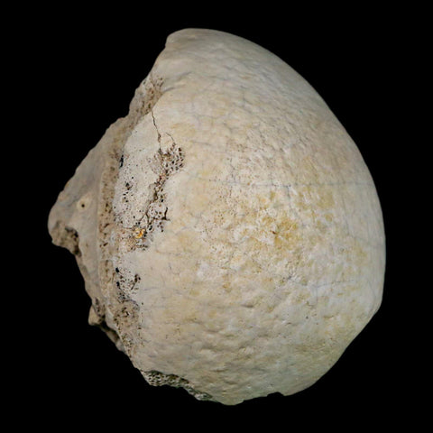 2.4" Brontothere Fossil Femur Bone Eocene Age Badlands S Dakota Titanothere COA - Fossil Age Minerals