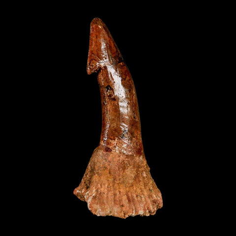 XL 2.9" Sawfish Fossil Tooth Barb Onchopristis Numidus Cretaceous Dinosaur Era COA