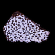 0.4" Megaloolithus Titanosaur Dinosaur Fossil Egg Shell Aix Basin France Display