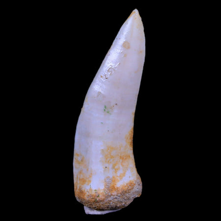 XL 2.2" Saber Toothed Herring Fossil Fang Enchodus Libycus Cretaceous COA Stand
