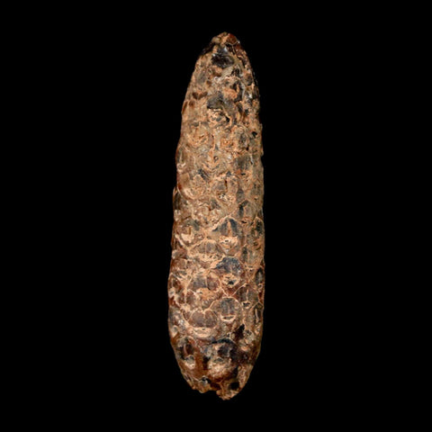 XL 2.3" Fossil Pine Cone Equicalastrobus Replaced By Agate Eocene Age Seeds Fruit - Fossil Age Minerals