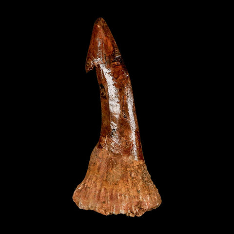 XL 2.9" Sawfish Fossil Tooth Barb Onchopristis Numidus Cretaceous Dinosaur Era COA