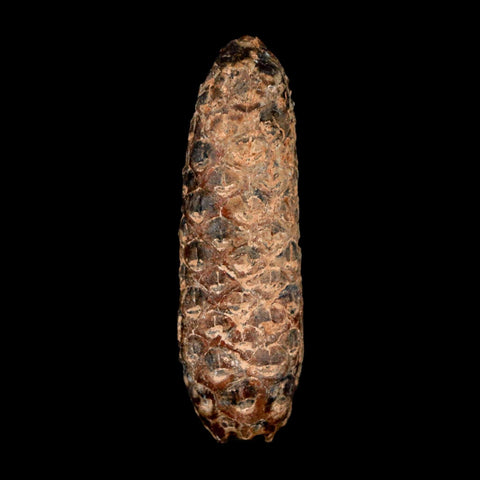 XL 2.3" Fossil Pine Cone Equicalastrobus Replaced By Agate Eocene Age Seeds Fruit - Fossil Age Minerals