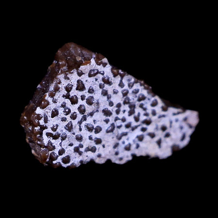 0.4" Megaloolithus Titanosaur Dinosaur Fossil Egg Shell Aix Basin France Display
