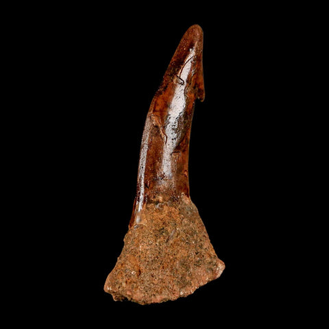 XL 2.9" Sawfish Fossil Tooth Barb Onchopristis Numidus Cretaceous Dinosaur Era COA