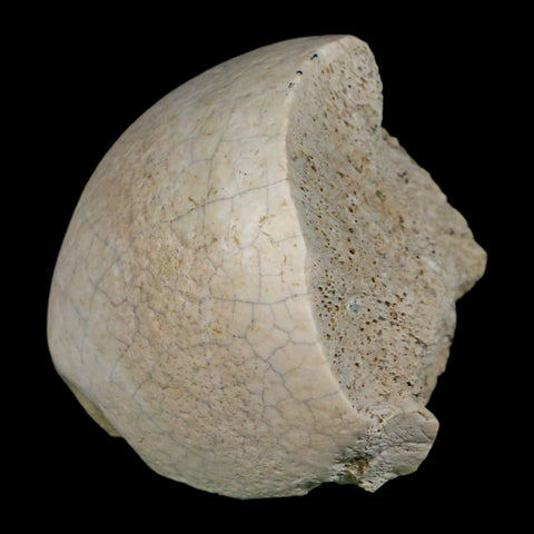 2.4" Brontothere Fossil Femur Bone Eocene Age Badlands S Dakota Titanothere COA - Fossil Age Minerals