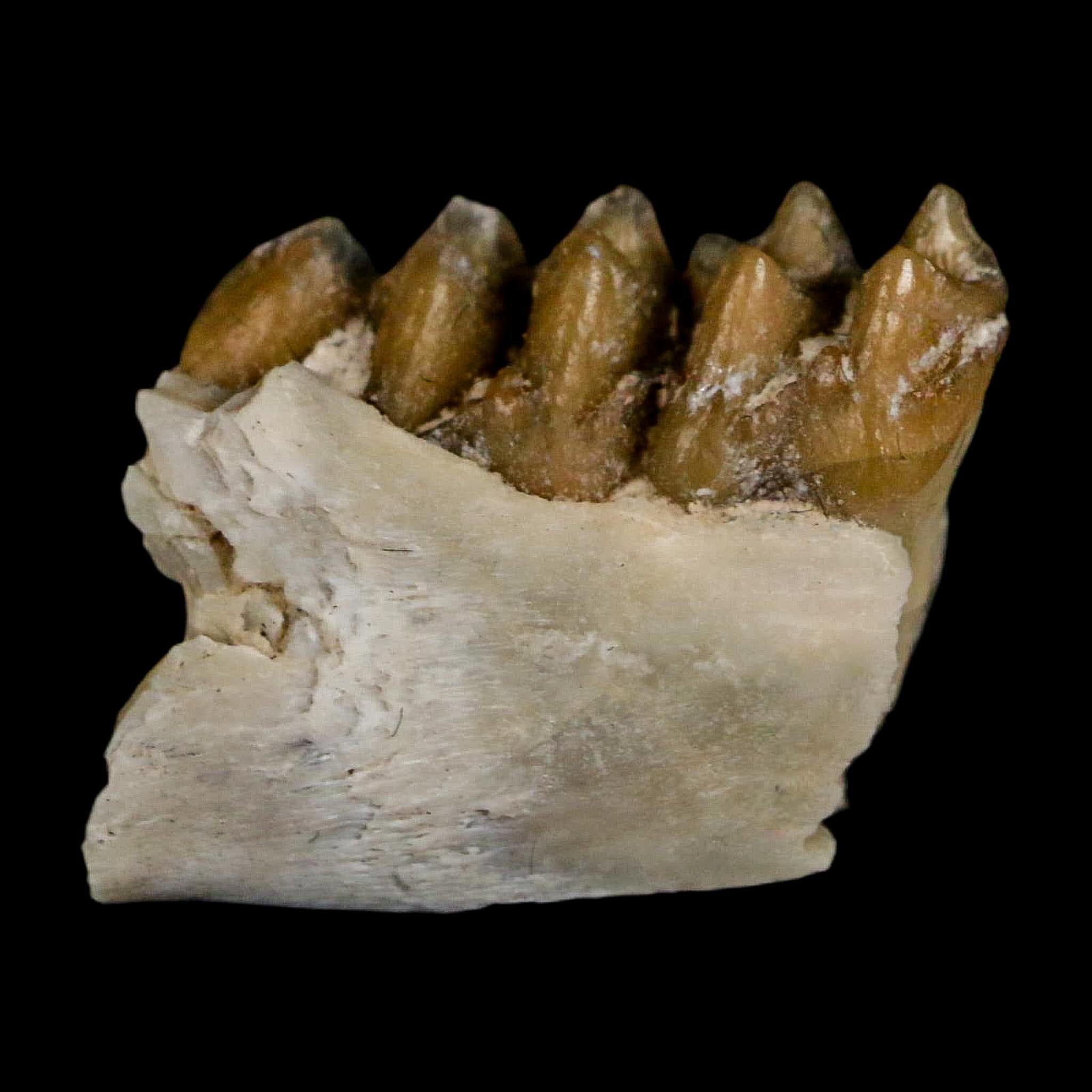 0.6" Leptomeryx Evansi Oligocene Age Fossil Deer Jaw Teeth Wyoming Display COA - Fossil Age Minerals