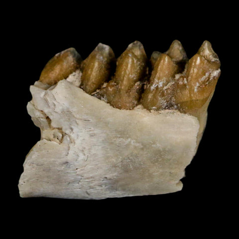 0.6" Leptomeryx Evansi Oligocene Age Fossil Deer Jaw Teeth Wyoming Display COA - Fossil Age Minerals